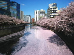 meguro river.jpg